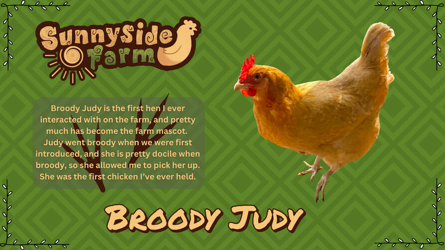 Broody Judy