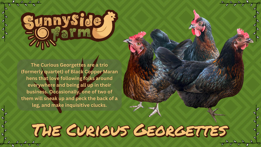 The Curious Georgettes